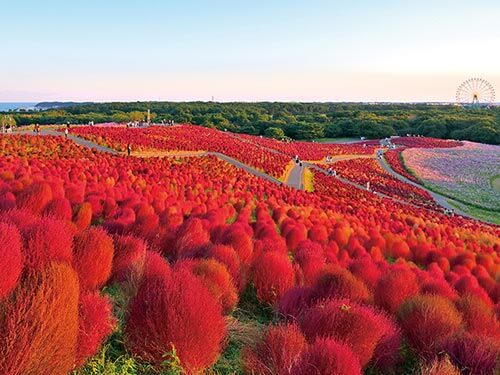 ゆったり優雅に楽しむ錦秋の日本名景クルーズ 15日間 A