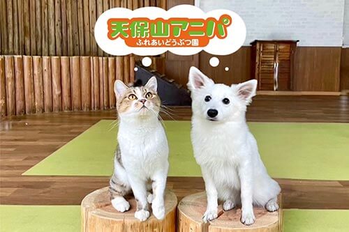 天保山アニパ