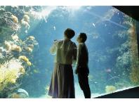 �ӂ����܊C�m�Ȋw�فi�A�N�A�}�����ӂ����܁j�̃C���[�W