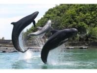 ���n����������̔����ق̃C���[�W