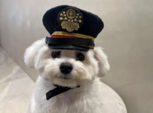 制帽を被った犬
