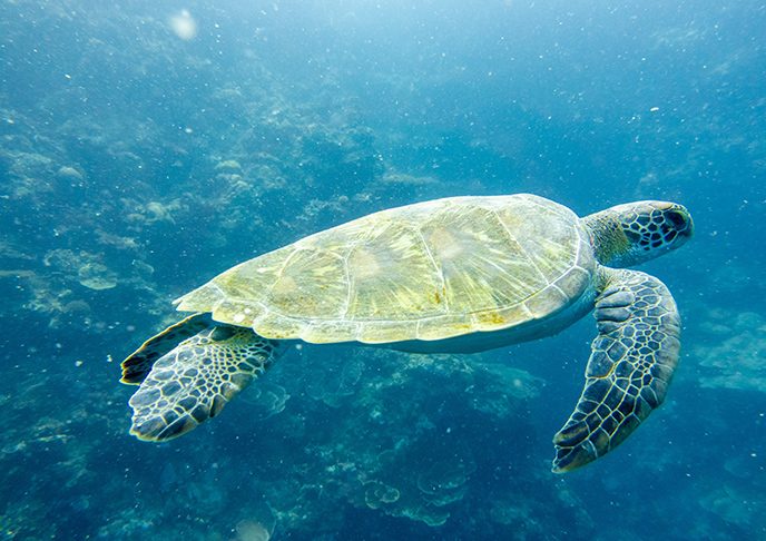 海中を泳ぐウミガメ