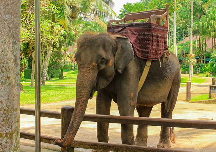 バリ島のエレファントサファリ