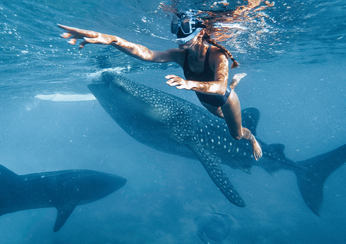 ジンベイザメと泳ぐエクスカーション