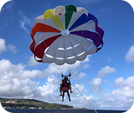 海で泳ぐイルカ