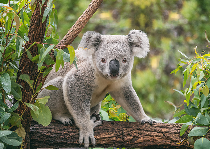 コアラのイメージ