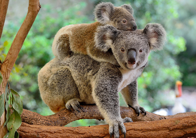 コアラの親子のイメージ