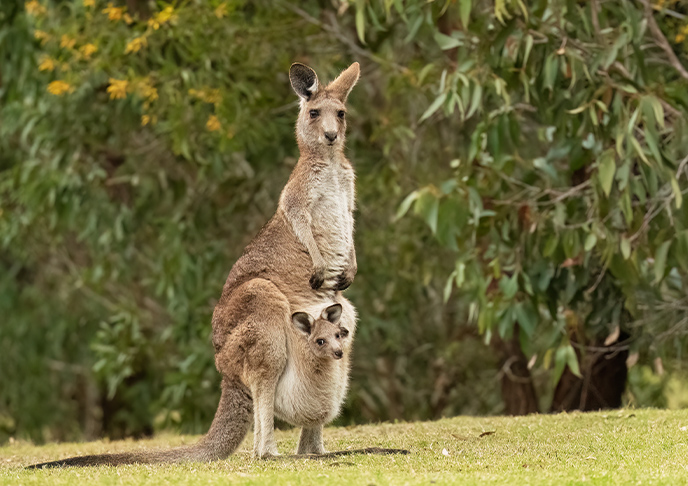 カンガルーの親子
