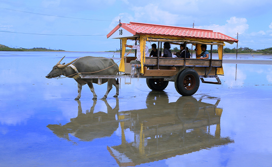 石垣島・その他八重山諸島の新婚旅行