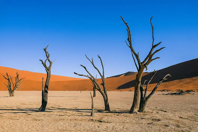 ナミブ砂漠(デッド・フレイ)