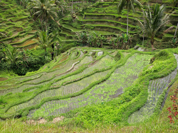 テガララン・ライステラス