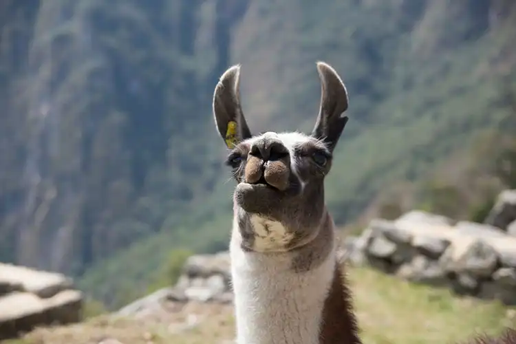 マチュピチュ リャマ