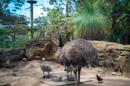 タロンガ動物園(タロンガ動物園)