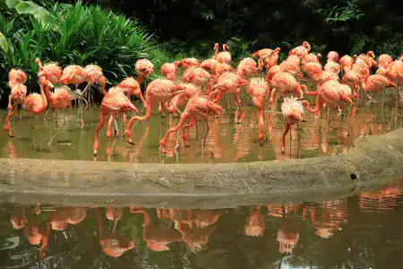 シンガポール動物園(シンガポール動物園)