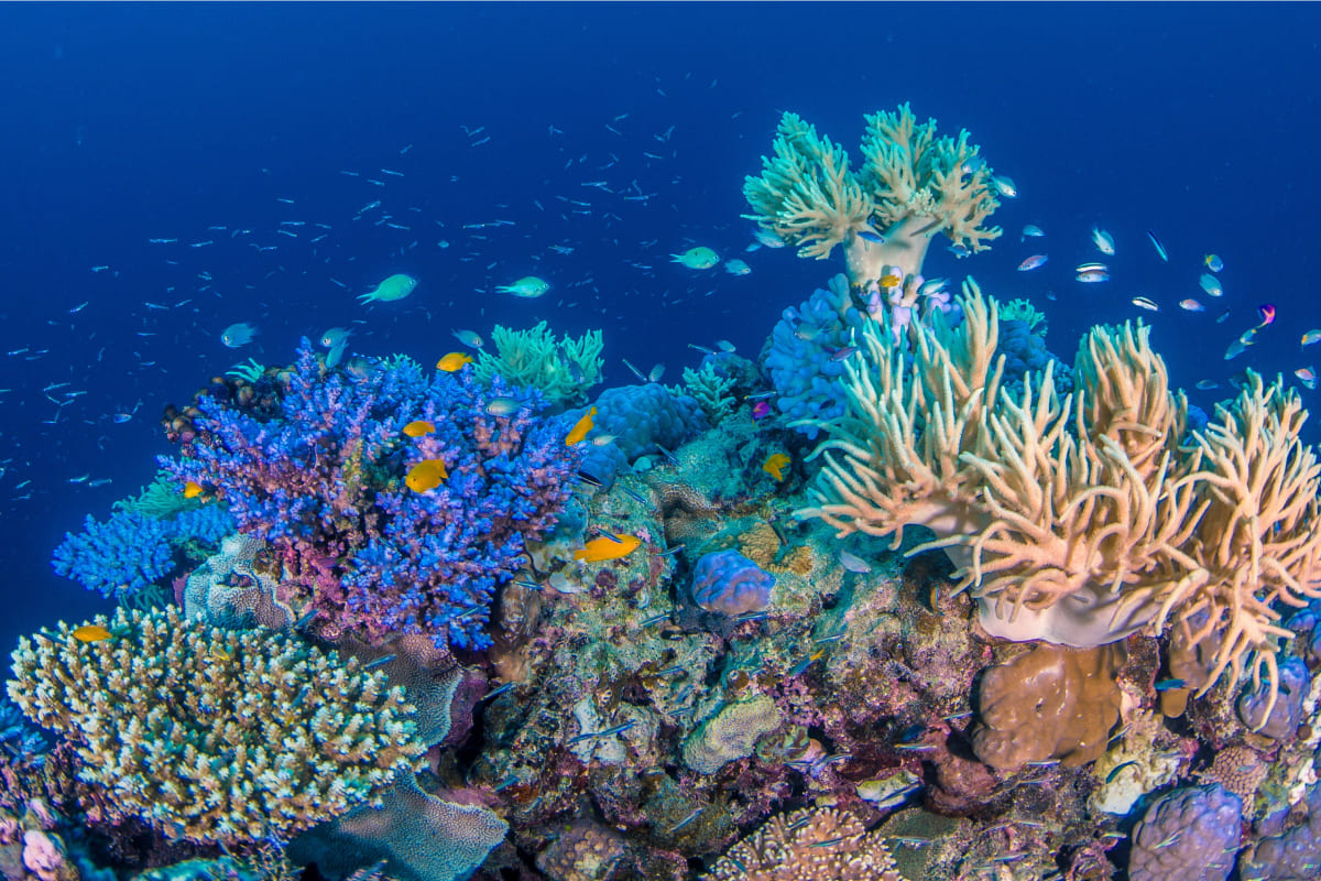 グレートバリアリーフの海中
