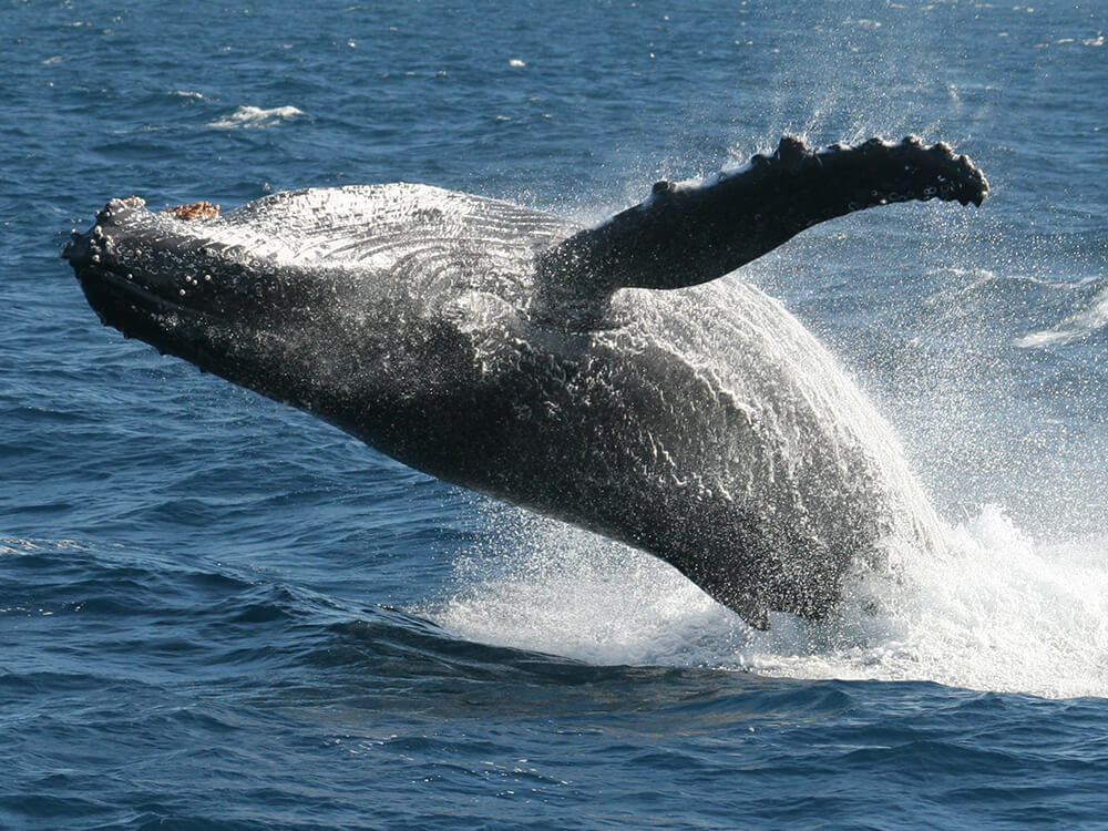 クジラ遭遇率9割超 オーストラリアの期間限定ホエールウォッチング