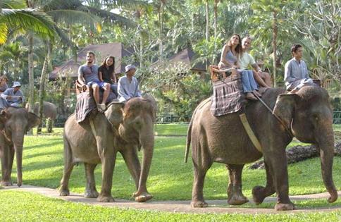 インドネシアのバリ島で象乗り体験 人気のエレファント ライド