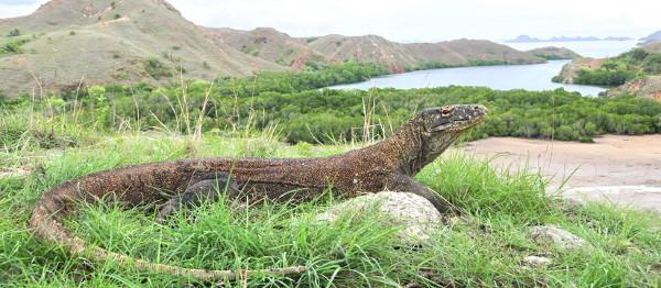 デンパサールから日帰りも可 あのコモドドラゴンに会いに行こう