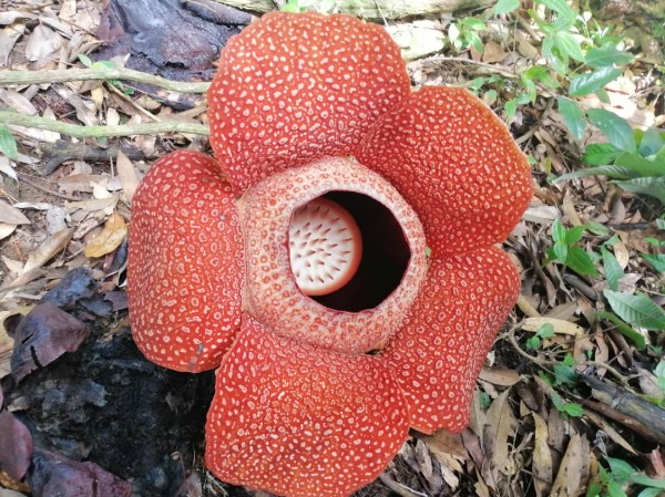世界最大の花 幻の花 ラフレシア 世界最大の花 幻の花 ラフレシア