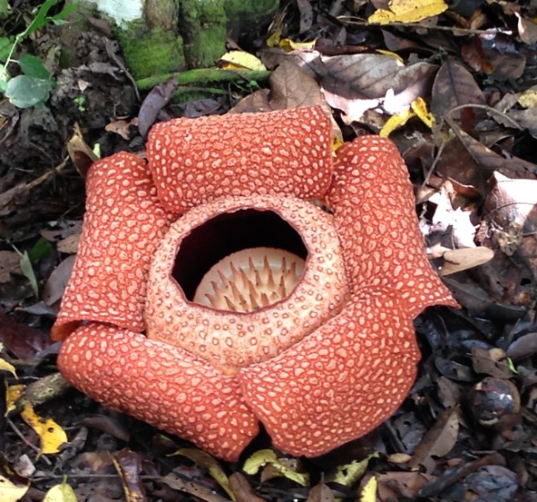 世界最大の花 幻の花「ラフレシア」🌺