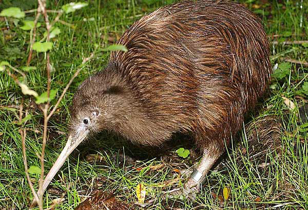 ニュージーランドの国鳥キーウィはどんな鳥