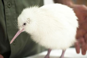 ニュージーランドの国鳥キーウィはどんな鳥