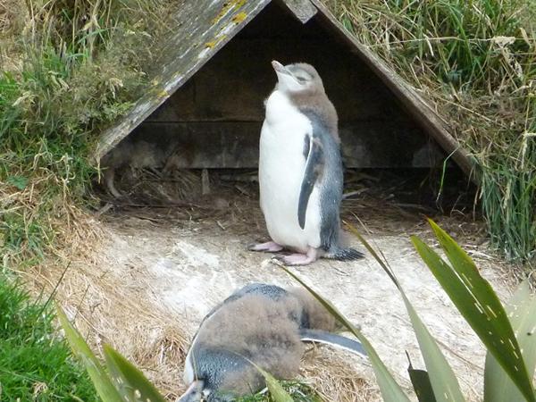 ニュージーランド南島へペンギンに会いに行こう