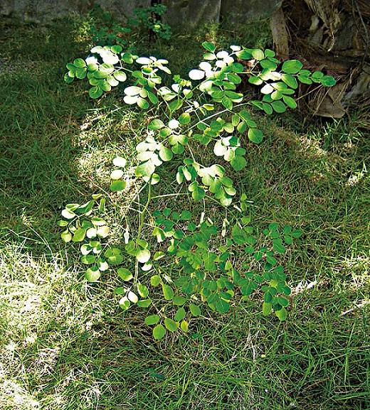 フィリピン セブ 世界から注目の集まる 奇跡の植物 モリンガ