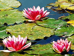 名画「睡蓮」の舞台へ。モネが愛した光と色彩を体感