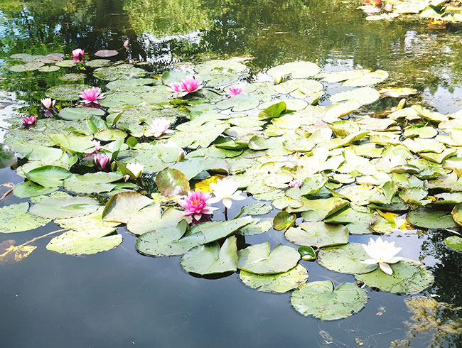 約2時間の自由散策。自分だけのペースで巡るモネの庭