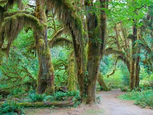 オリンピック国立公園　
