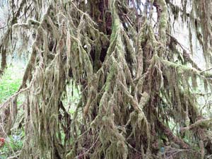 オリンピック国立公園　