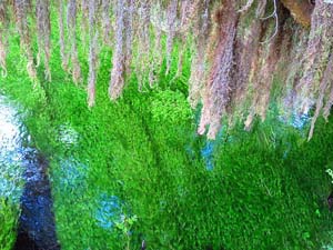 オリンピック国立公園　