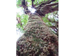 オリンピック国立公園　