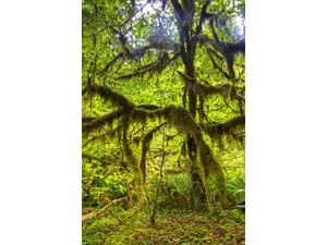 オリンピック国立公園　