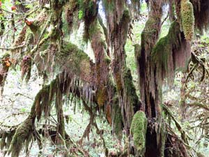 オリンピック国立公園　
