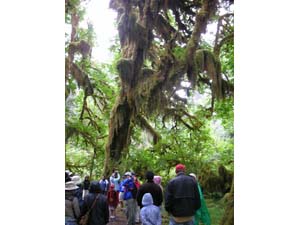 オリンピック国立公園    観光客　