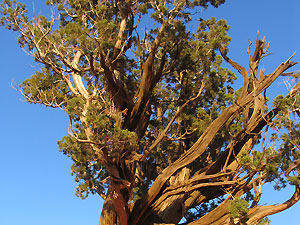 セドナ    木　