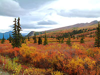 デナリ国立公園　