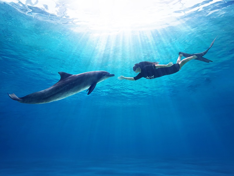 <ドルフィン・コネクション>