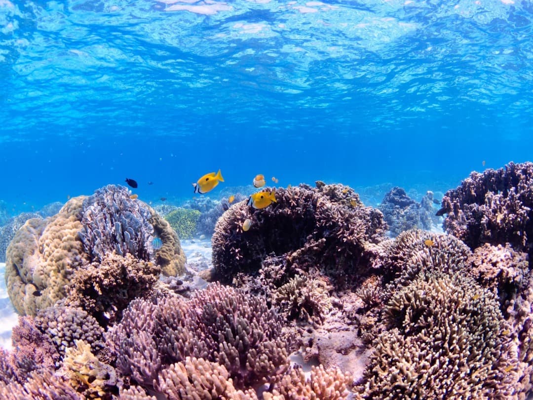 海洋保護区として知られる美しいスミロン島で感動のシュノーケリング体験♪