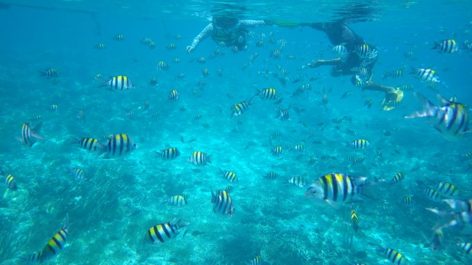 スミロン島でのシュノーケリング