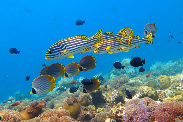 ジンベイザメ（シュノーケリング）