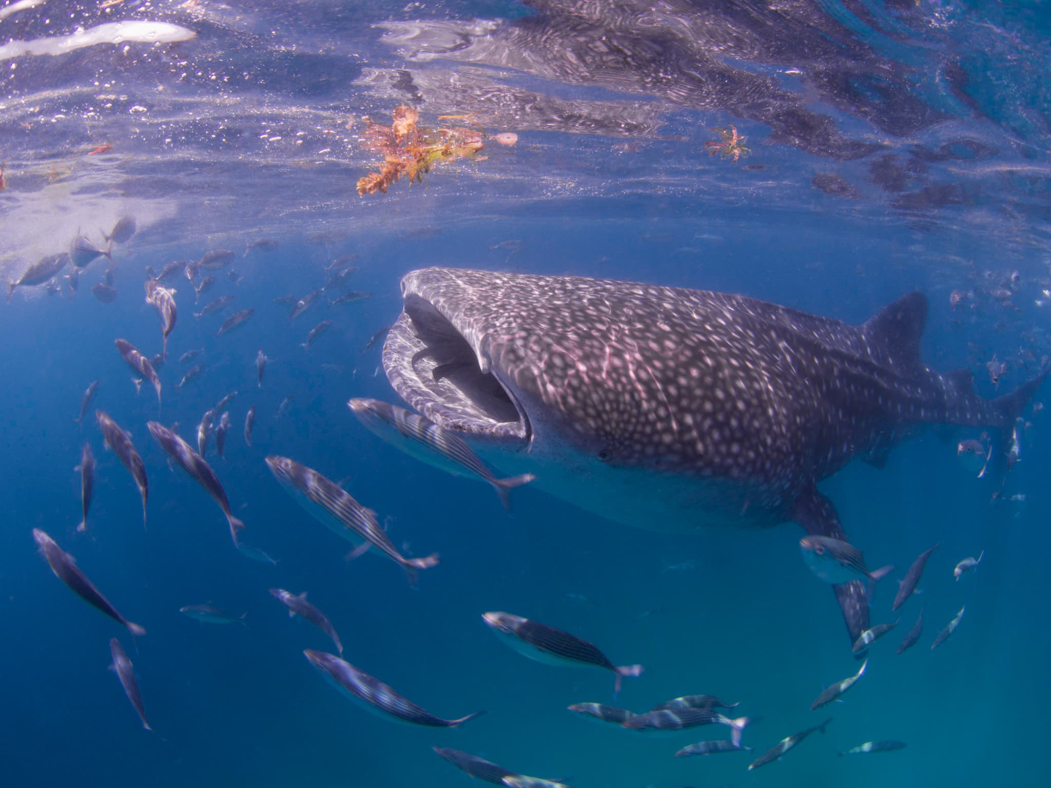 ジンベイザメ（シュノーケリング）