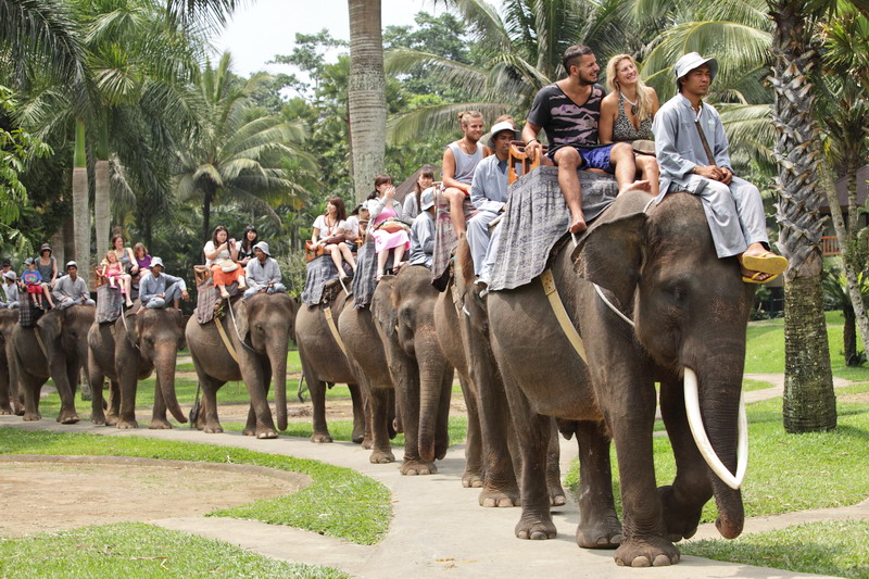 エレファントサファリ！