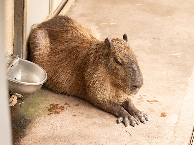 園内で自由に動物と触れ合い
