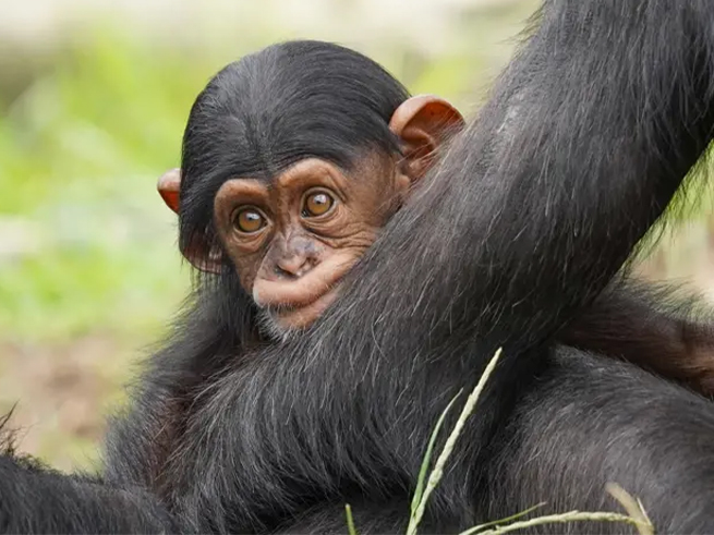 絶景とオーストラリア固有の動物たち