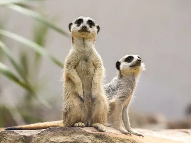 絶景とオーストラリア固有の動物たち