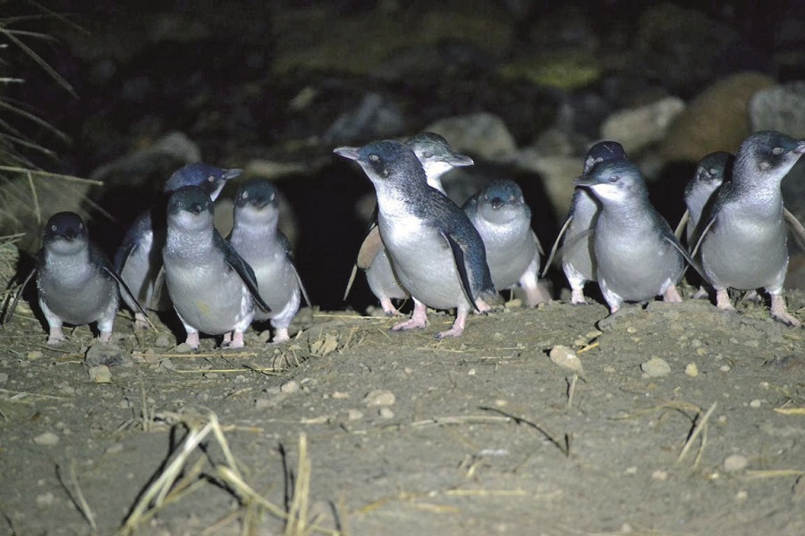 ニュージーランド ペンギンのオプショナルツアー 現地ツアーを比較 格安予約 トラベルコ