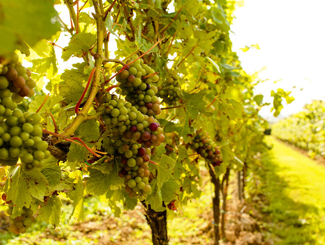 人気のワイナリーを訪問